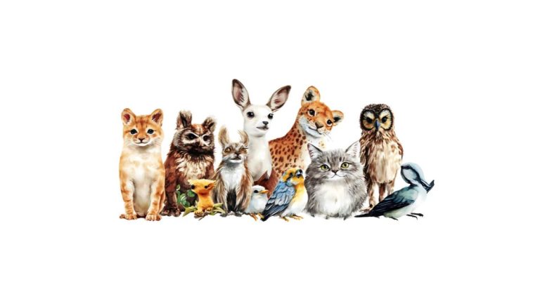 The Best Diet Dog Food for Small Dogs: Complete Nutrition Guide for Healthy Weight and Energy